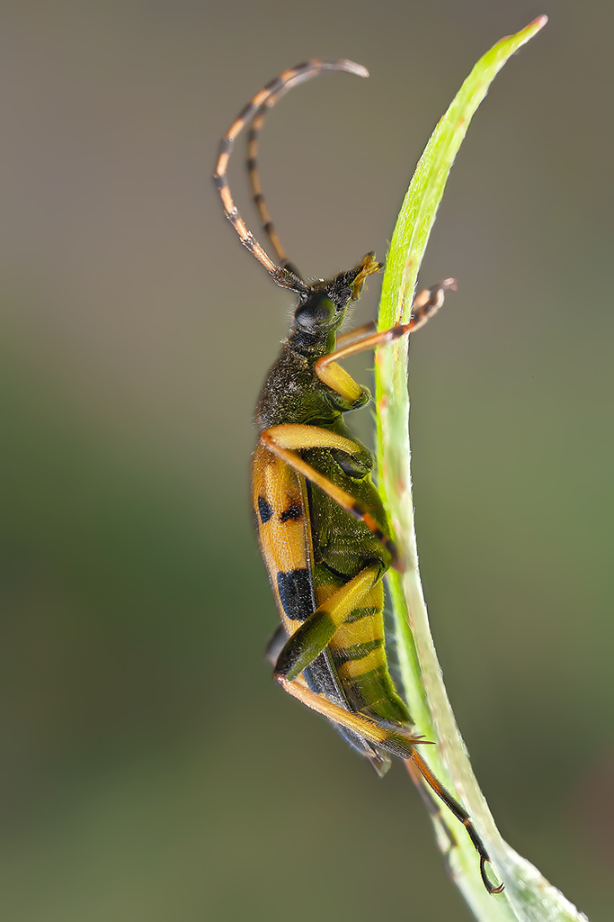 id coleottero: Rutpela maculata e Stenopterus ater